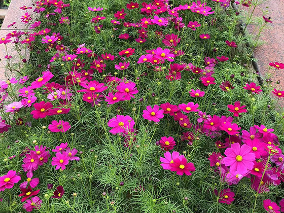 潍坊送恋人鲜花-绿植花卉设计